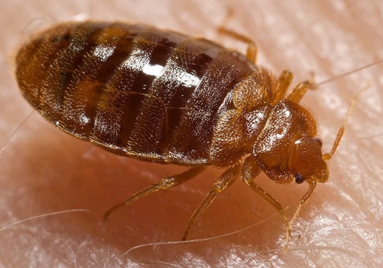 bed bug control modesto