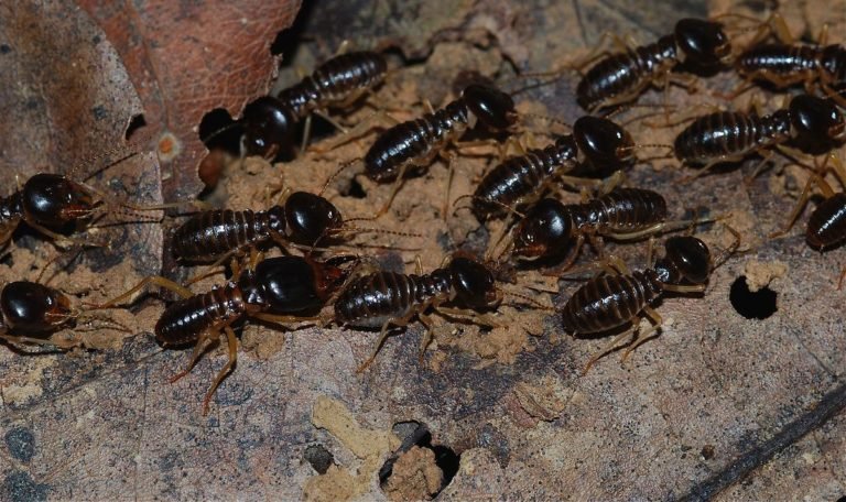 modesto termite and pest control