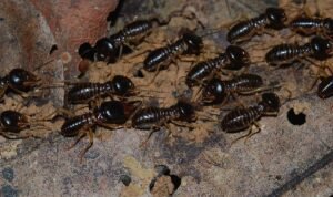 termite pest control treatments