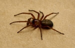 spider pest control treatments